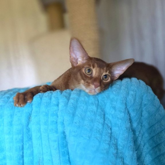 Abyssinian AP Davinchi