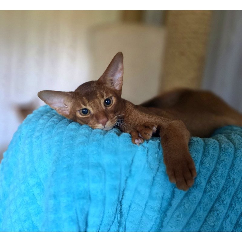 Abyssinian AP Davinchi