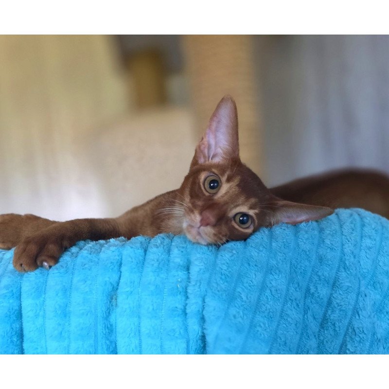 Abyssinian AP Davinchi