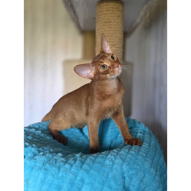 Abyssinian AP Davinchi