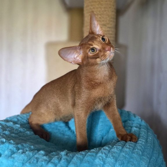 Abyssinian AP Davinchi
