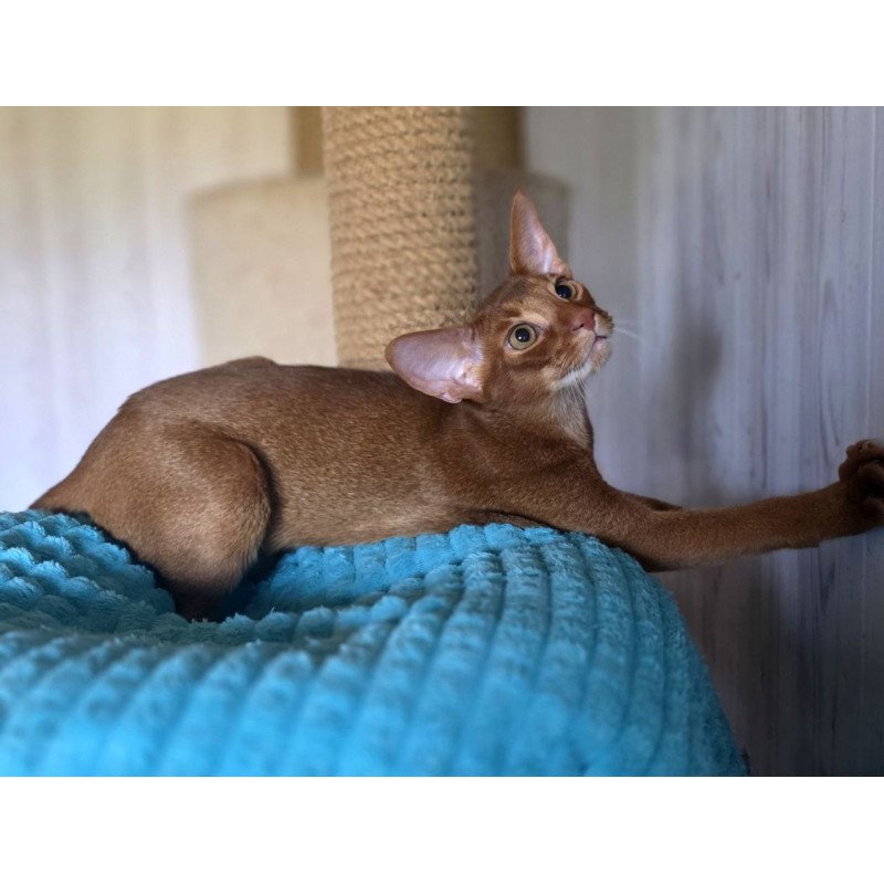Abyssinian AP Davinchi