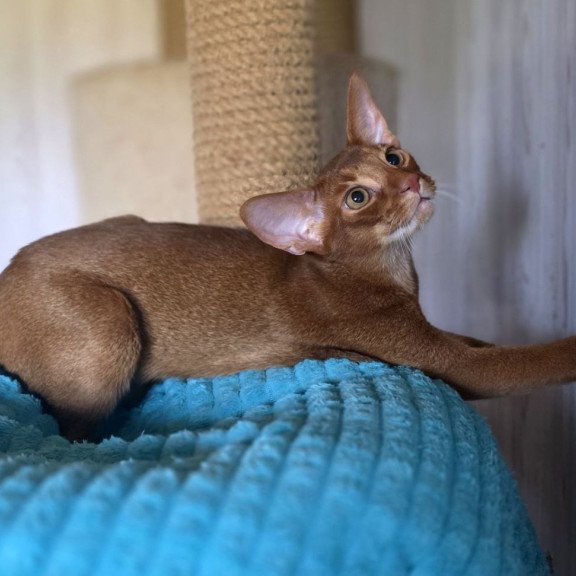 Abyssinian AP Davinchi