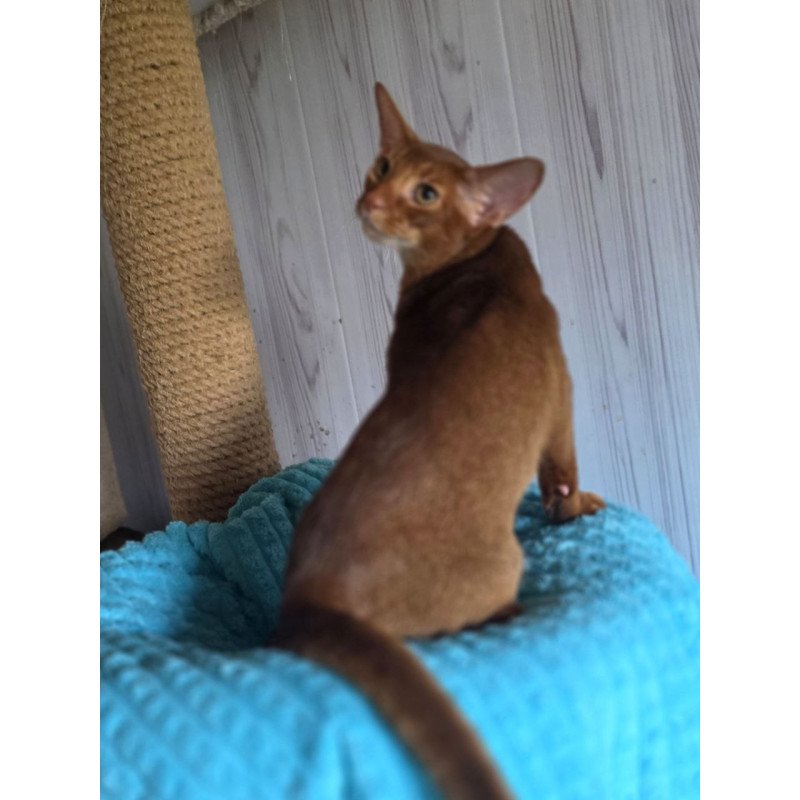 Abyssinian AP Davinchi