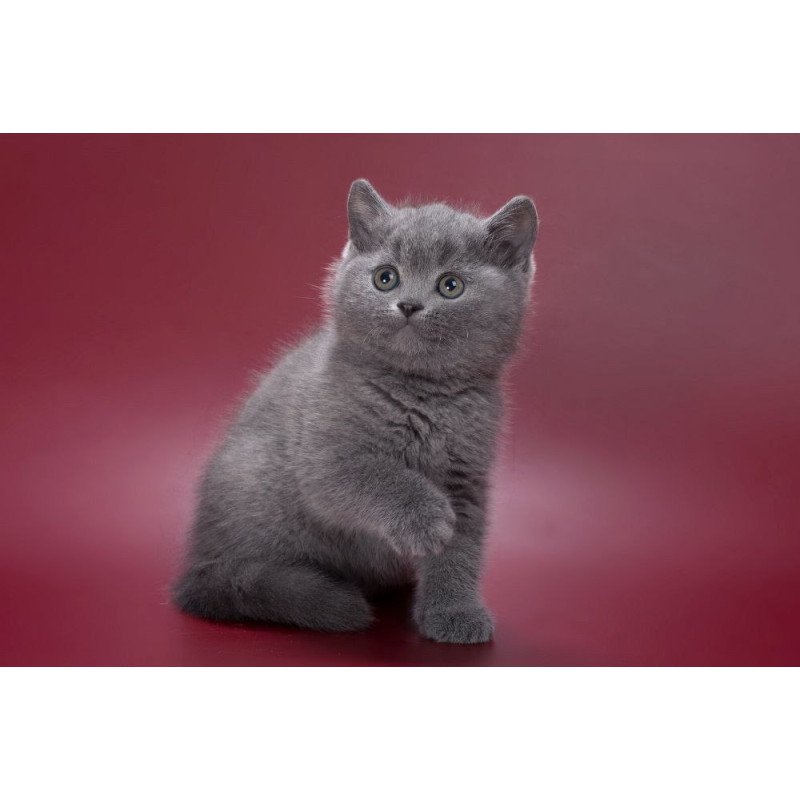 British AP Percy