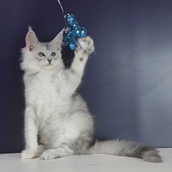Maine Coon NOV Oscar