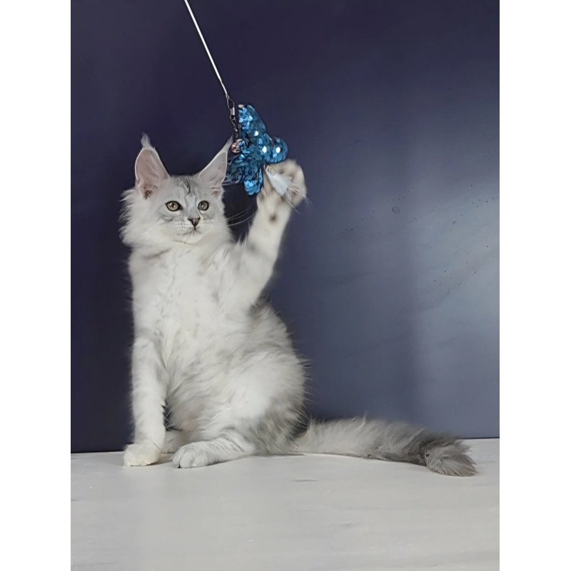 Maine Coon NOV Oscar