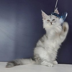 Maine Coon NOV Oscar