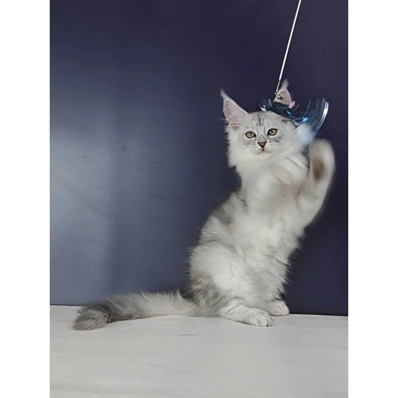 Maine Coon NOV Oscar