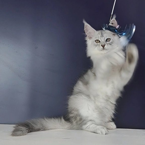Maine Coon NOV Oscar