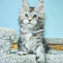 Maine Coon NOV Hanna