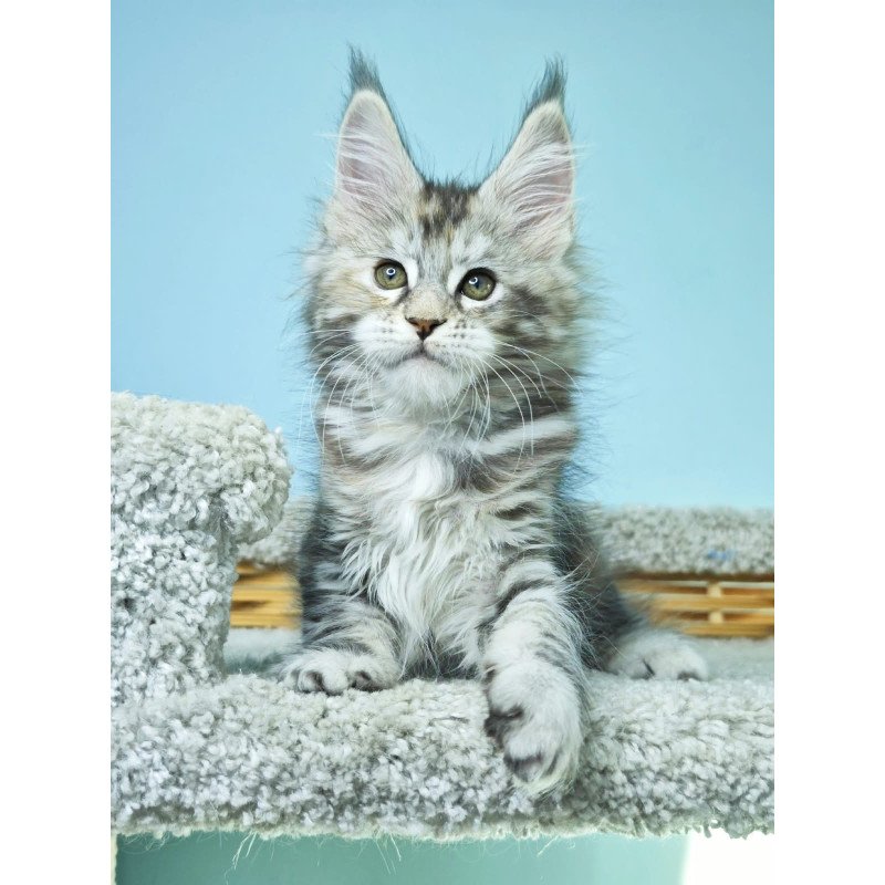 Maine Coon NOV Hanna