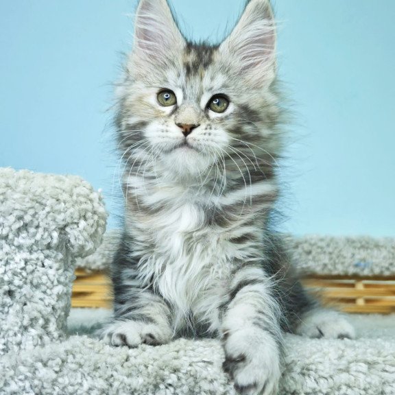 Maine Coon NOV Hanna