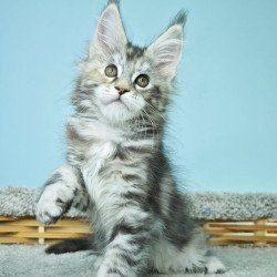 Maine Coon NOV Hanna