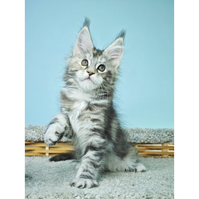 Maine Coon NOV Hanna