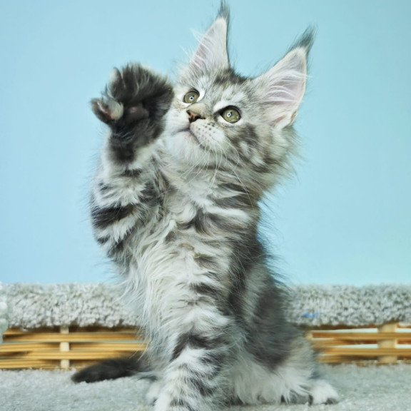Maine Coon NOV Hanna