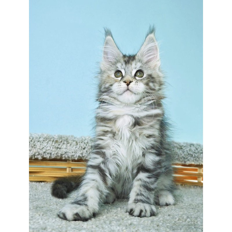 Maine Coon NOV Hanna