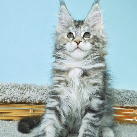 Maine Coon NOV Hanna