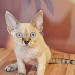 Devon Rex NOV Alex
