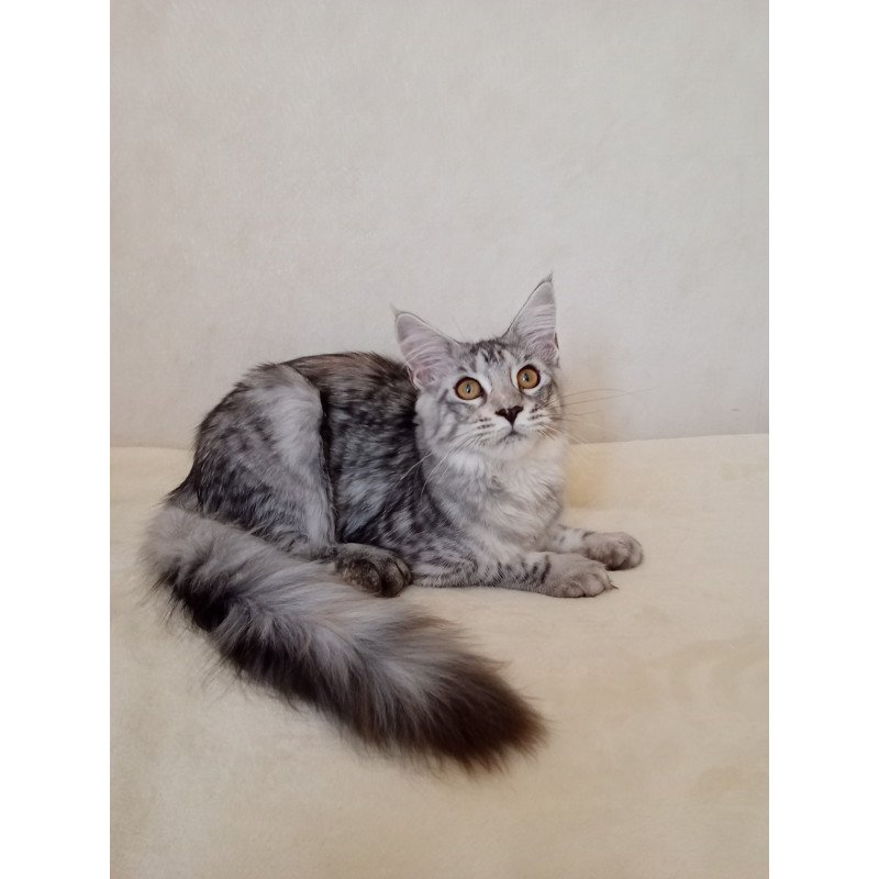 Maine Coon NOV Belinda