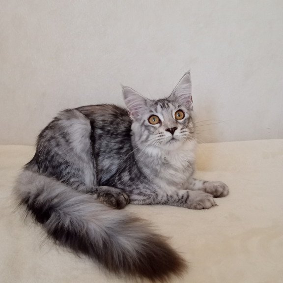 Maine Coon NOV Belinda