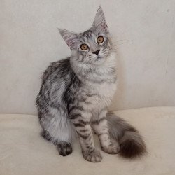 Maine Coon NOV Belinda