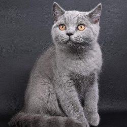 British NOV Earl Grey