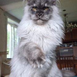 Maine Coon AP Elviss
