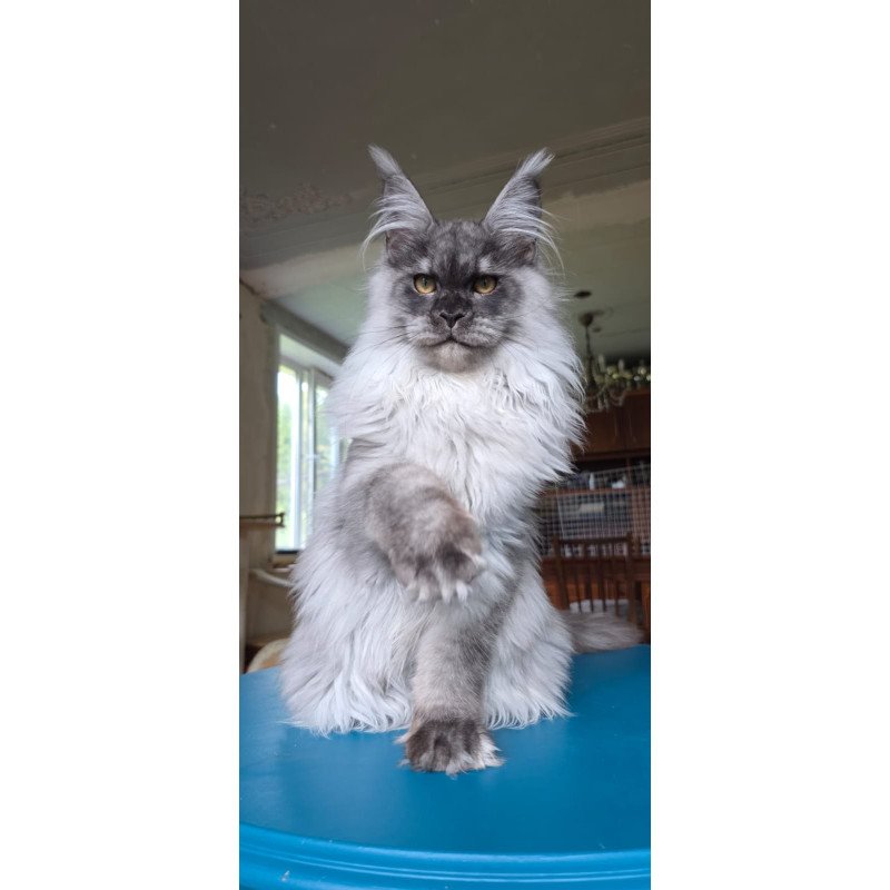 Maine Coon AP Elviss