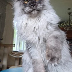 Maine Coon AP Elviss