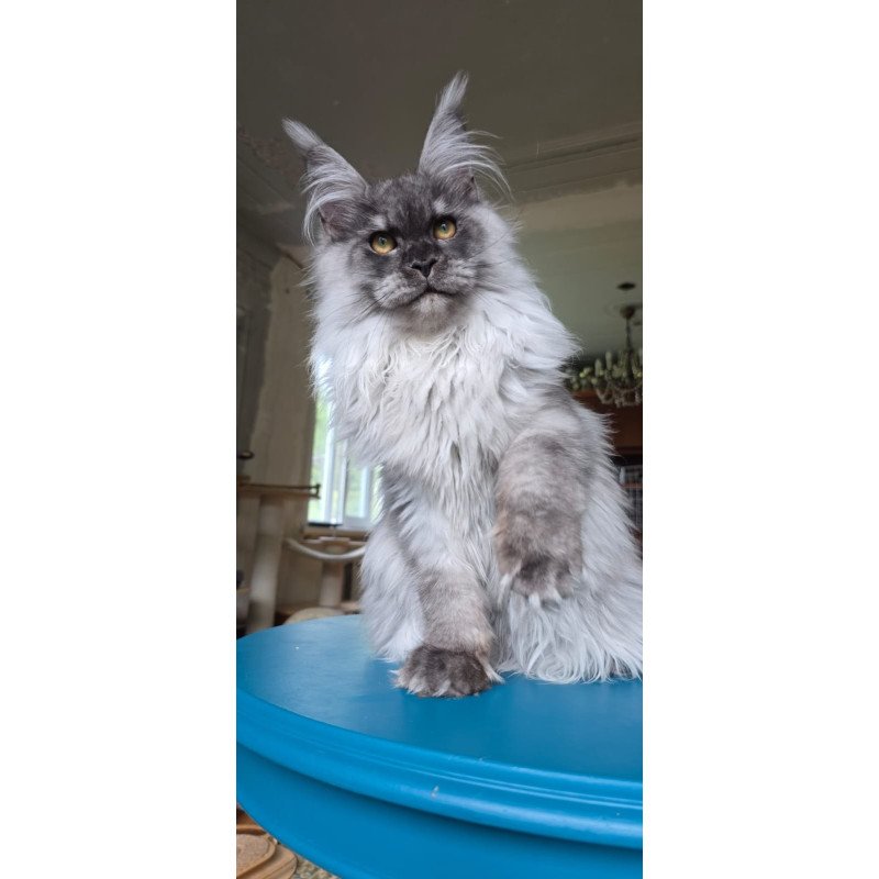 Maine Coon AP Elviss