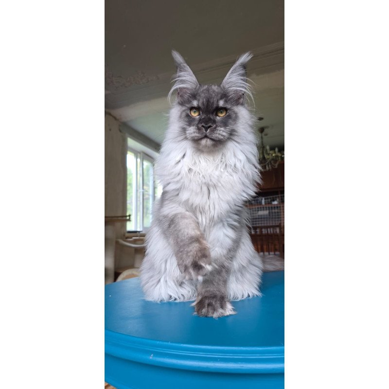 Maine Coon AP Elviss