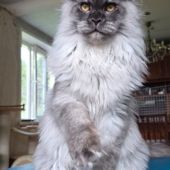 Maine Coon AP Elviss