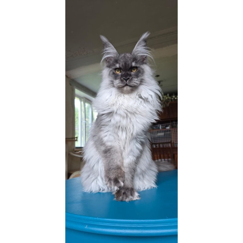 Maine Coon AP Elviss