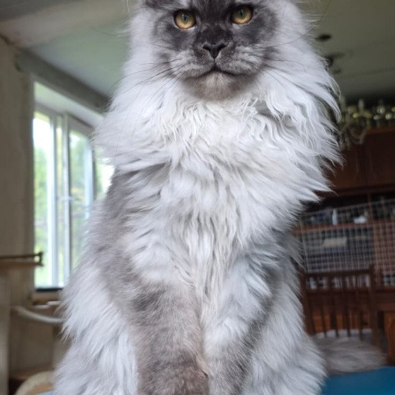 Maine Coon AP Elviss
