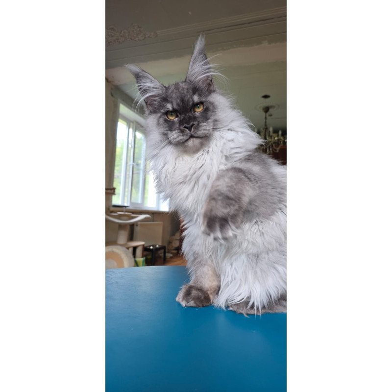 Maine Coon AP Elviss