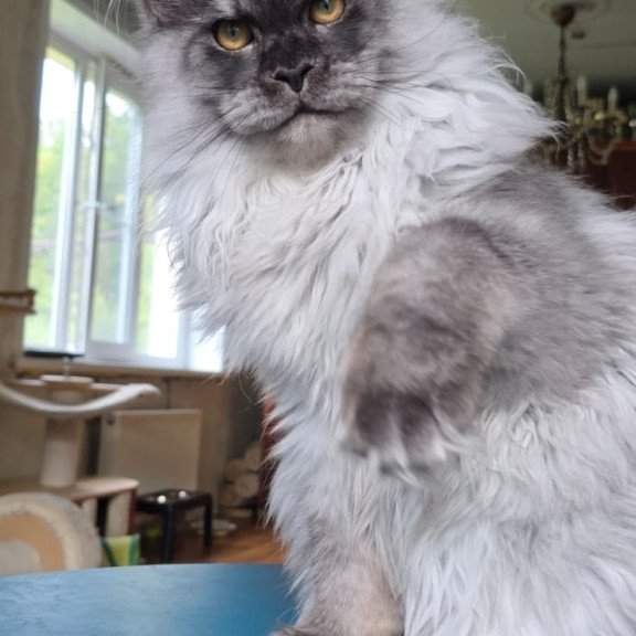 Maine Coon AP Elviss