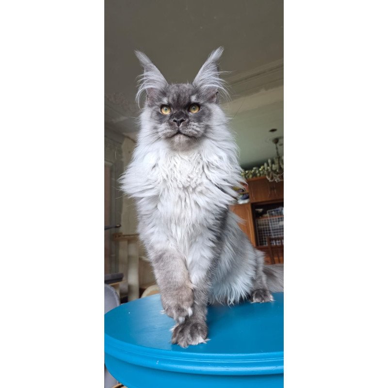 Maine Coon AP Elviss