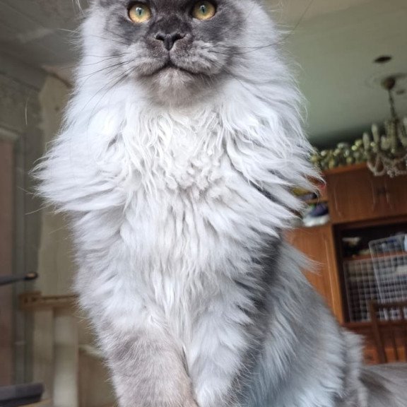 Maine Coon AP Elviss