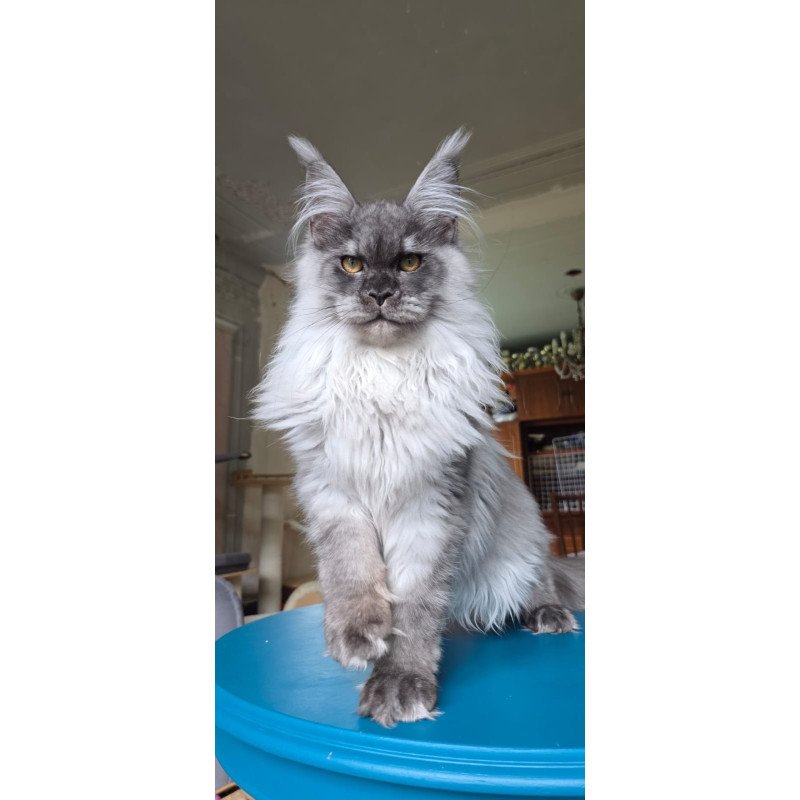 Maine Coon AP Elviss
