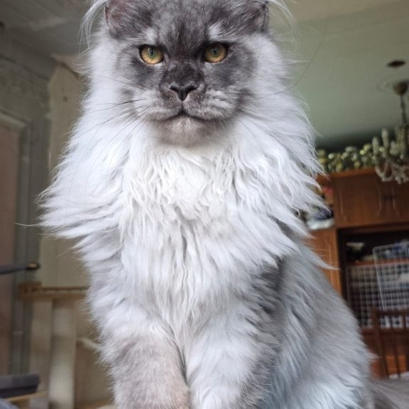 Maine Coon AP Elviss