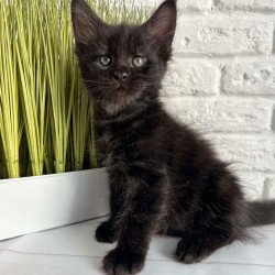 Maine Coon Jasper