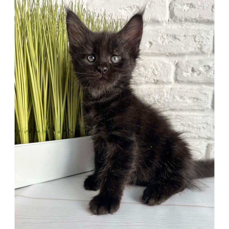 Maine Coon Jasper