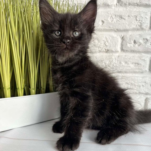 Maine Coon Jasper
