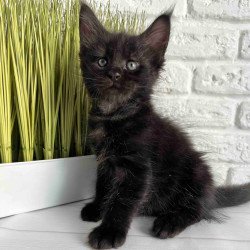 Maine Coon Jasper