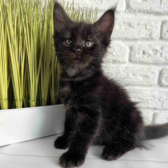 Maine Coon Jasper