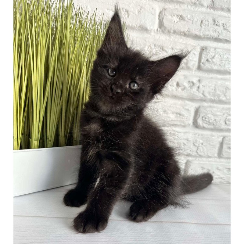 Maine Coon Jasper