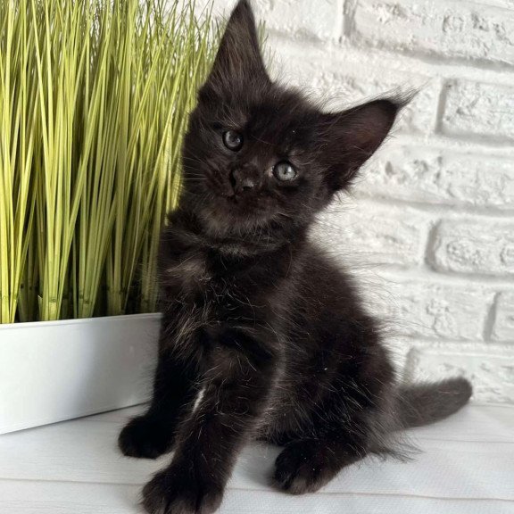Maine Coon Jasper