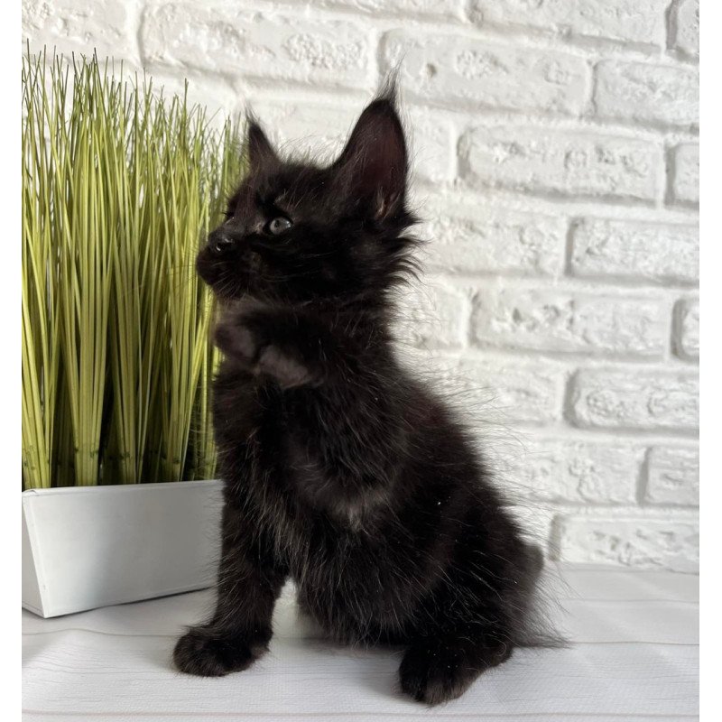 Maine Coon Jasper