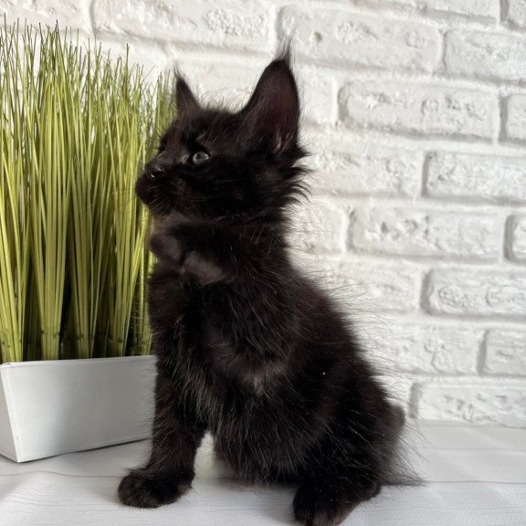 Maine Coon Jasper